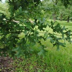 Location: Oak Collection at Morton Arboretum in Lisle, IL
Date: 2015-06-19
the summer leaves