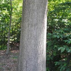 Location: Morris Arboretum in Philadelphia, PA
Date: 2016-06-15
mature trunk