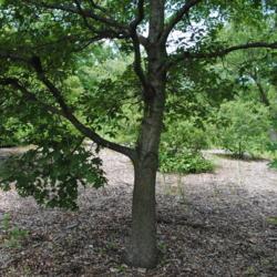 Location: Oak Collection at Morton Arboretum in Lisle, IL
Date: 2015-06-19
trunk and lower crown