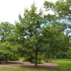 Location: Oak Collection at Morton Arboretum in Lisle, IL
Date: 2015-06-19
a maturing planted tree