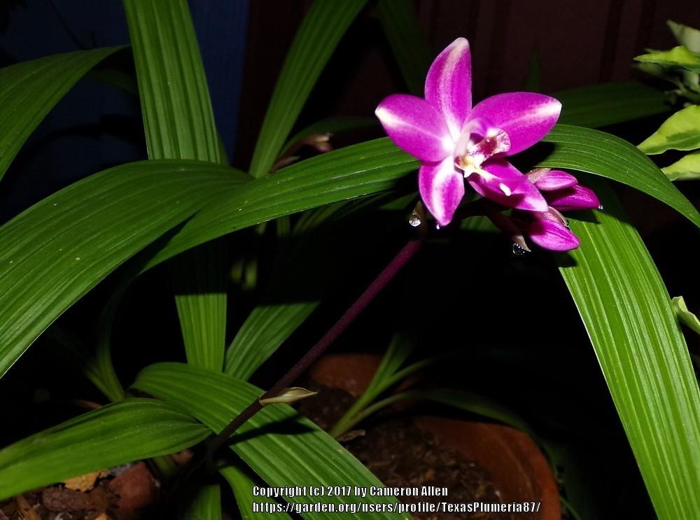 Photo of Philippine Ground Orchid (Spathoglottis plicata) uploaded by TexasPlumeria87