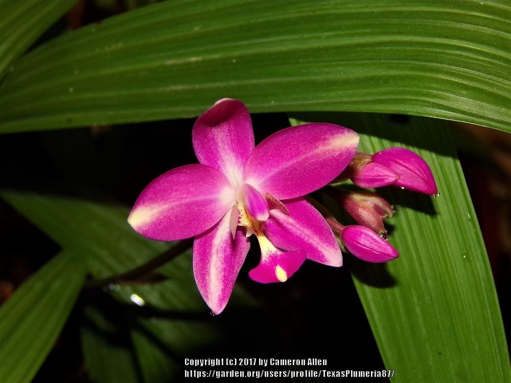 Photo of Philippine Ground Orchid (Spathoglottis plicata) uploaded by TexasPlumeria87
