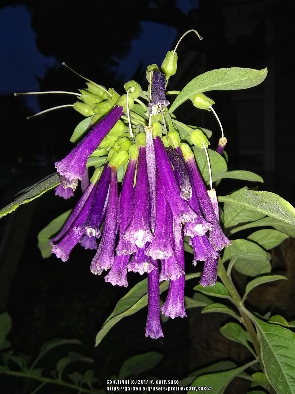 Photo of Purple Violet Tubeflower (Iochroma Royal Queen™ Purple) uploaded by carlysuko