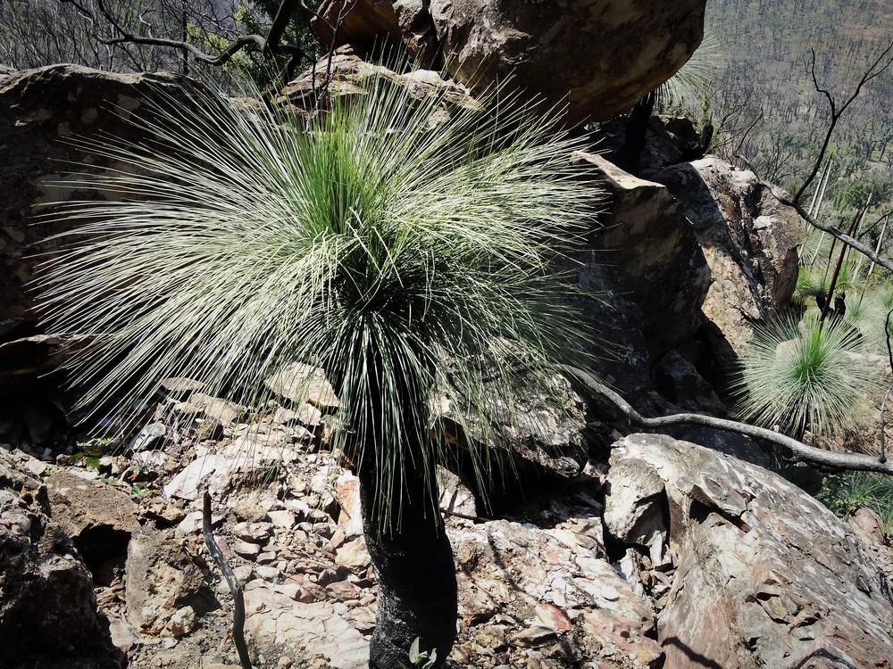 Photo of Xanthorrhoea glauca subsp. angustifolia uploaded by carolem