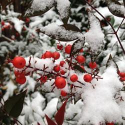 Location: In my garden, Falls Church, VA
Date: 2017-12-09
First snowfall in Falls Church