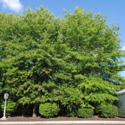 Location: Downingtown, Pennsylvania
Date: 2015-07-22
two mature trees behind a Wawa store