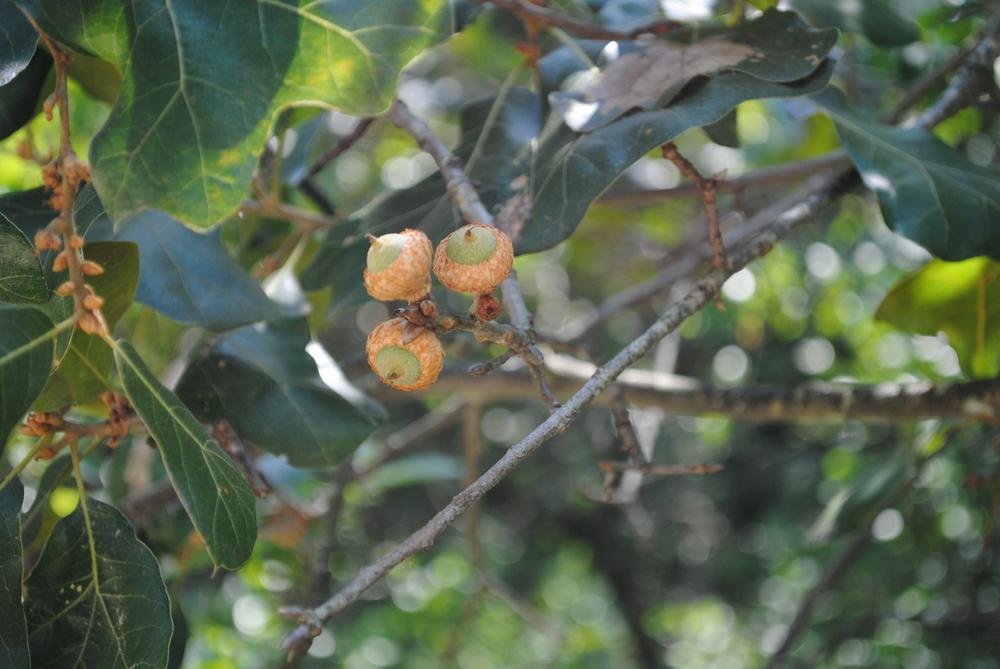 Photo of Blackjack Oak (Quercus marilandica) uploaded by ILPARW