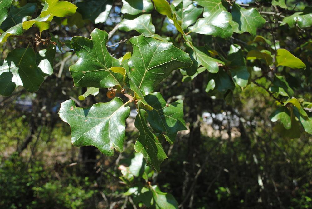 Photo of Blackjack Oak (Quercus marilandica) uploaded by ILPARW