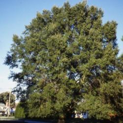 Location: Downingtown, Pennsylvania
Date: July in 2008
full-grown tree in summer