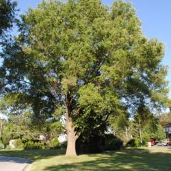 Location: Downingtown, Pennsylvania
Date: 2010-07-02
full-grown tree in school yard