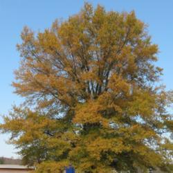 Location: Downingtown, Pennsylvania
Date: 2006-11-05
autumn color on full-grown tree