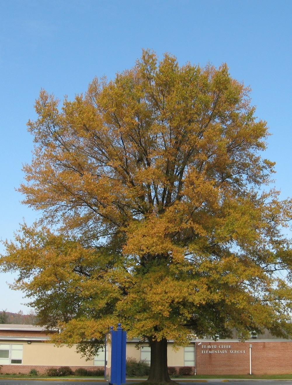 Photo of Willow Oak (Quercus phellos) uploaded by ILPARW