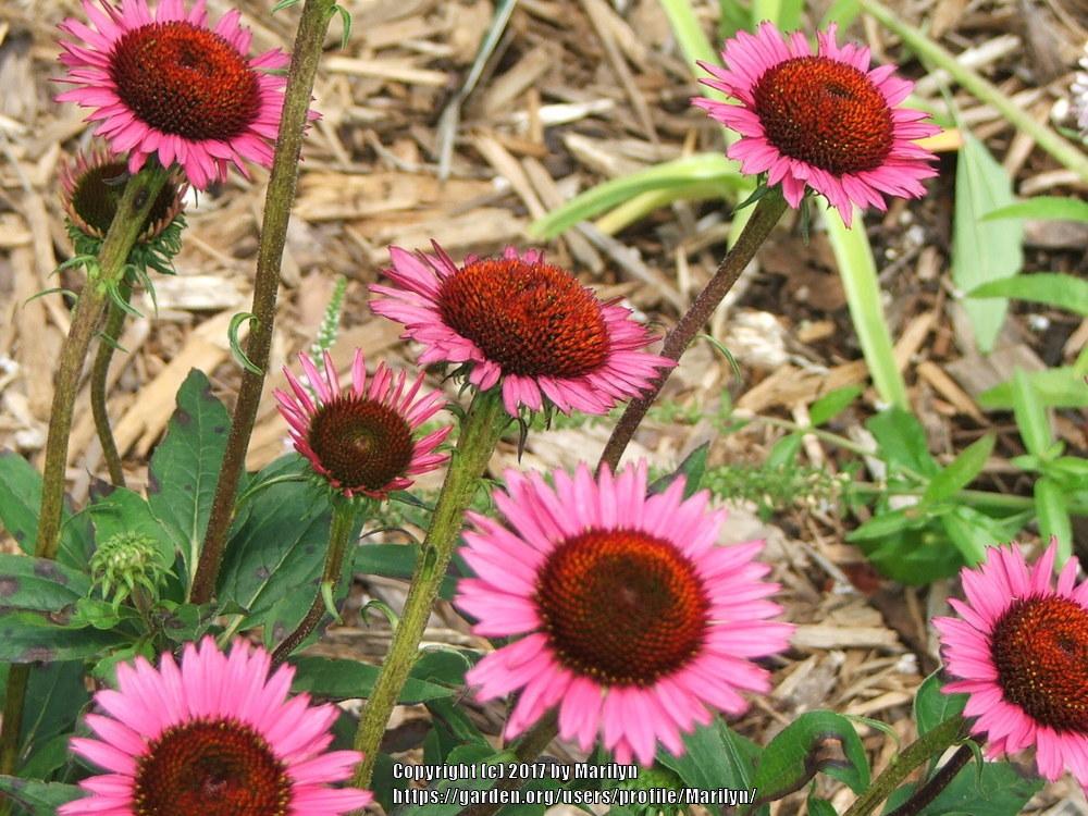 Photo of Coneflower (Echinacea 'Fatal Attraction') uploaded by Marilyn