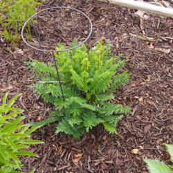Location: Clinton, Michigan 49236
Date: 2014-05-17
Filipendula vulgaris Moench, Fern-leaf Dropwort, fill-ih-PEN-dew-