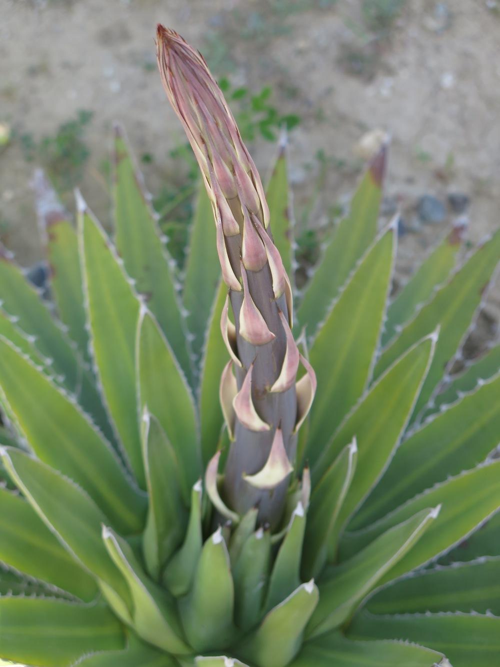 Photo of Maguey Mezortillo (Agave lophantha) uploaded by Baja_Costero