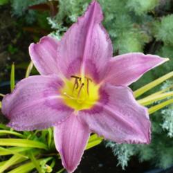 Location: Nora's Garden - Castlegar, B.C. 
Date: 2013-08-04
 2:19 pm. Love the soft bluish and purple tones.