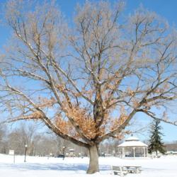 Location: Downingtown, Pennsylvania
Date: 2011-01-31
tree in winter
