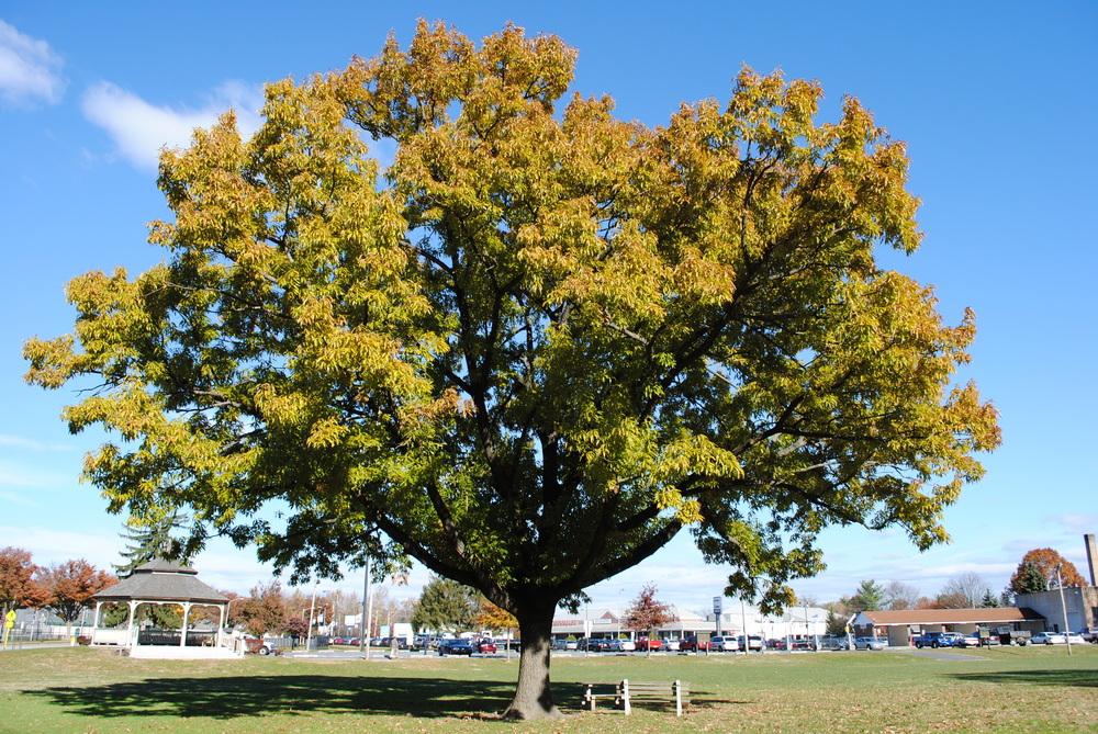 Photo of Sawtooth Oak (Quercus acutissima) uploaded by ILPARW