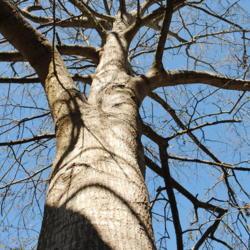 Location: Wilmington, North Carolina
Date: 2017-02-13
looking up a trunk in winter