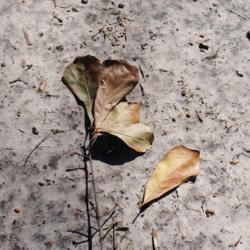 Location: Wilmington, North Carolina
Date: 2017-02-13
brown leaves on ground in winter