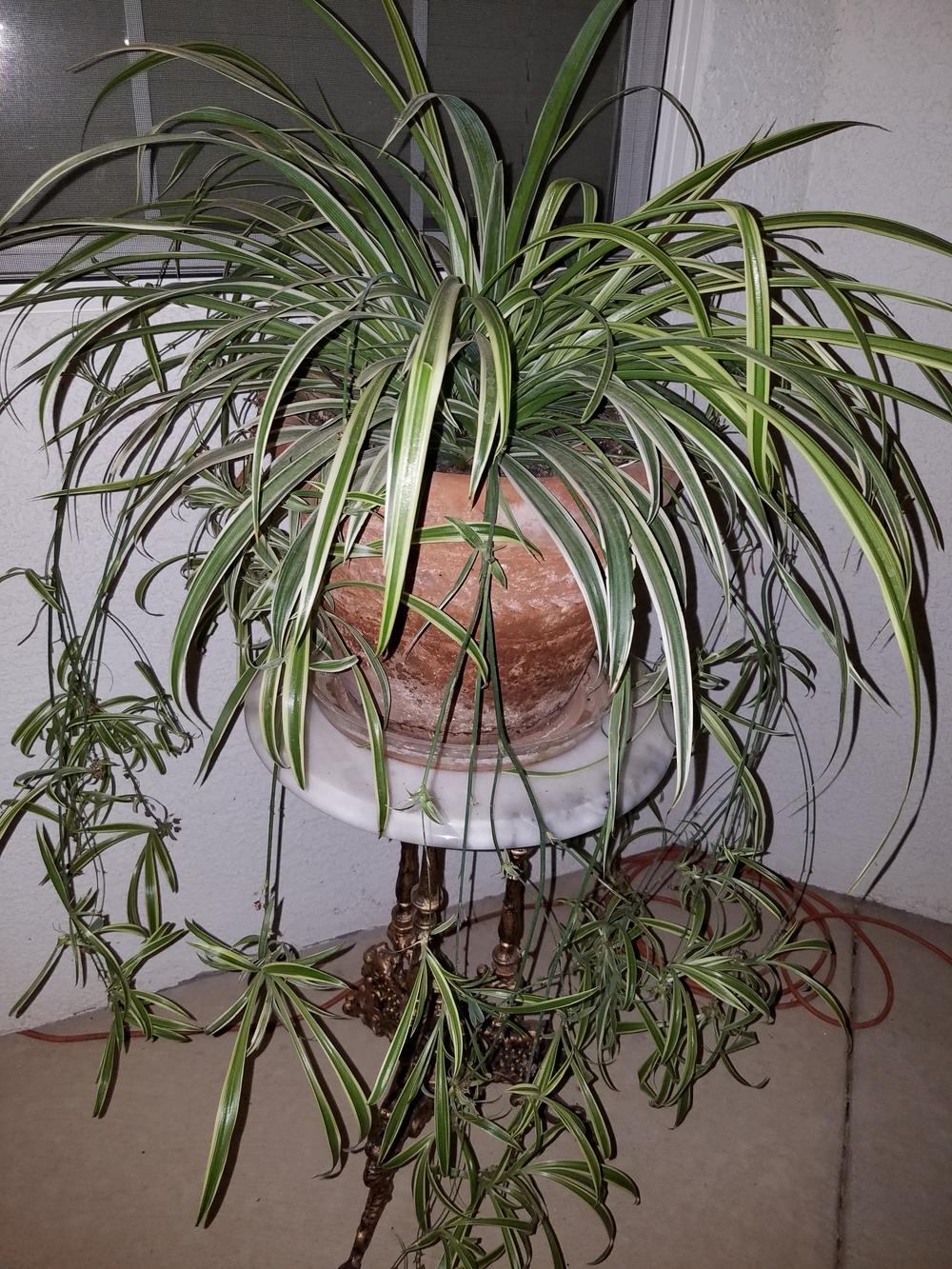 Photo of Spider Plant (Chlorophytum comosum) uploaded by Penny888ng