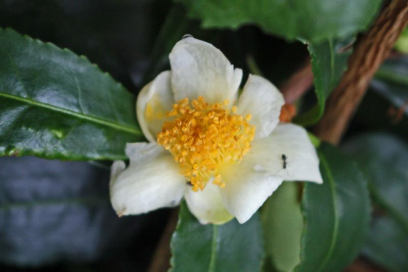 Photo of Tea Plant (Camellia sinensis) uploaded by RuuddeBlock