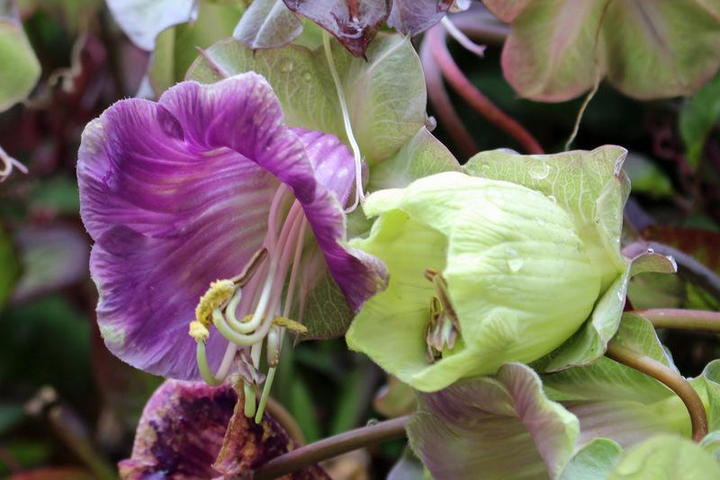 Photo of Cup and Saucer Vine (Cobaea scandens) uploaded by RuuddeBlock