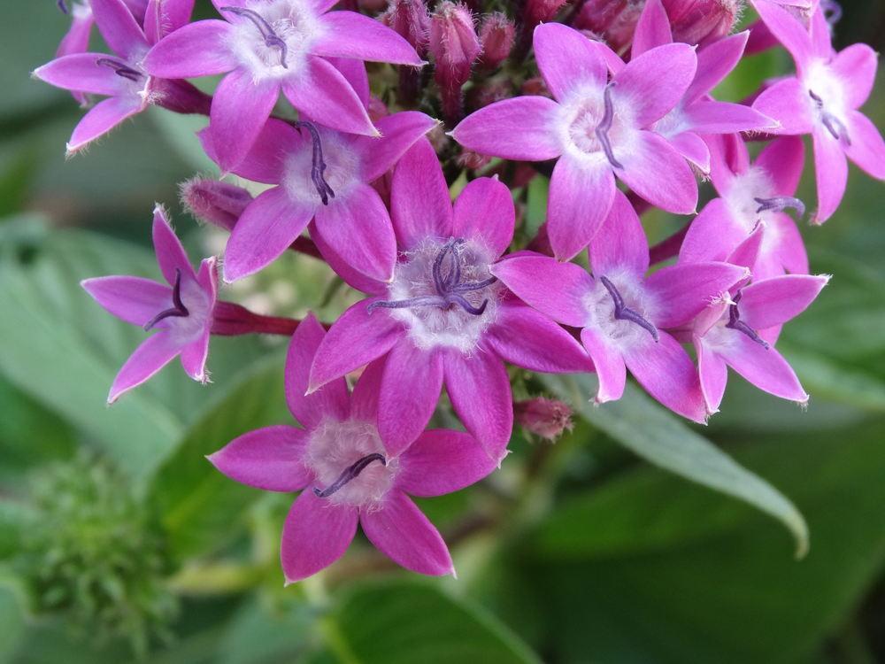 Photo of Star Flower (Pentas lanceolata) uploaded by carolem
