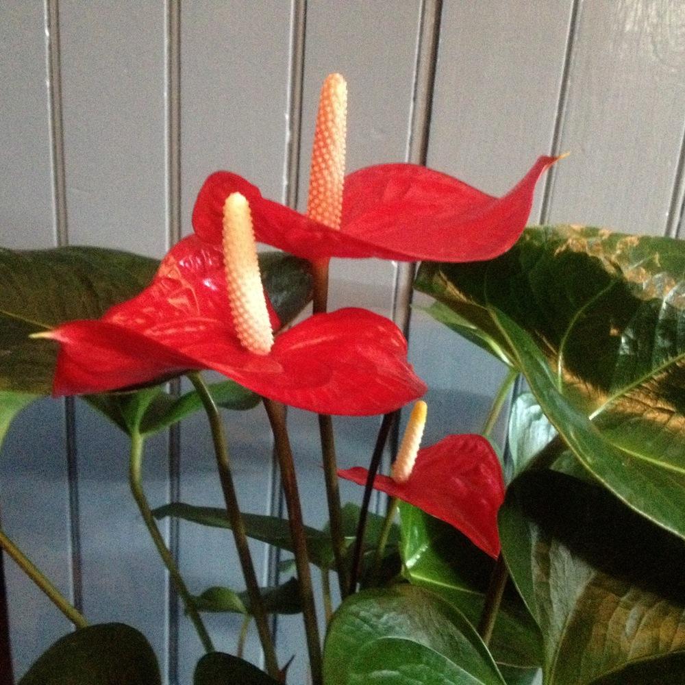Photo of Anthuriums (Anthurium) uploaded by csandt