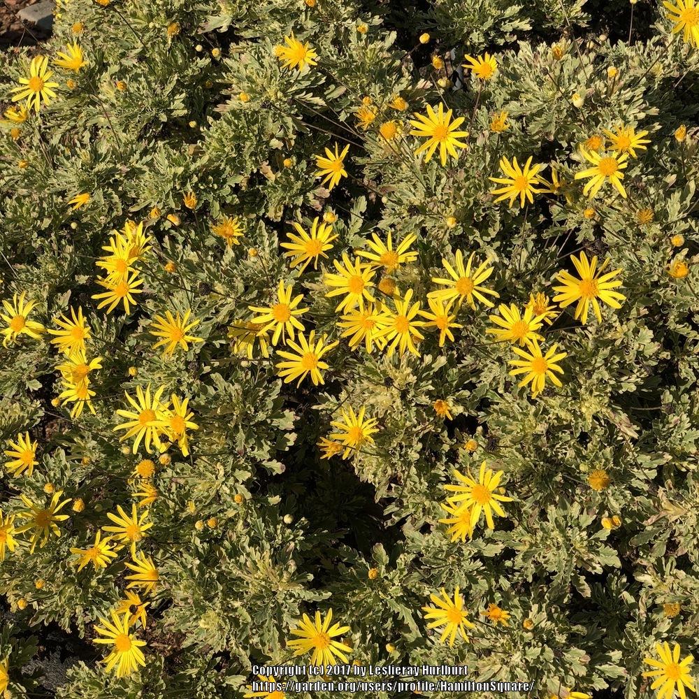 Photo of Daisy Bush (Euryops chrysanthemoides 'Purfled') uploaded by HamiltonSquare
