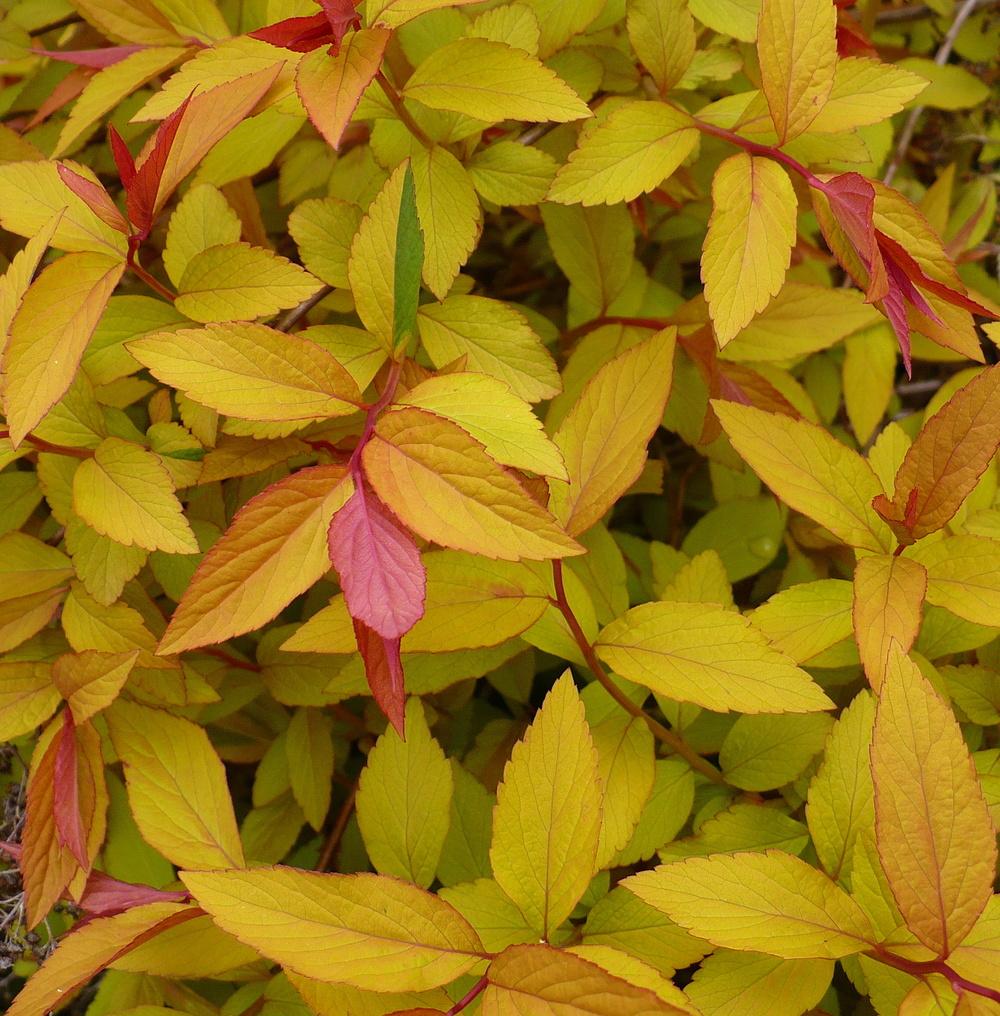 Photo of Japanese Spirea (Spiraea japonica 'Goldflame') uploaded by HemNorth