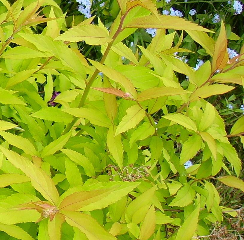 Photo of Japanese Spirea (Spiraea japonica 'Goldflame') uploaded by HemNorth