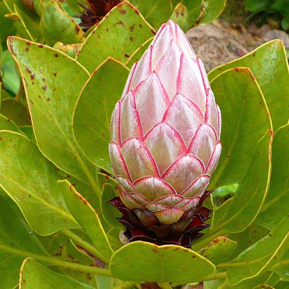 Photo of King Protea (Protea cynaroides) uploaded by HemNorth