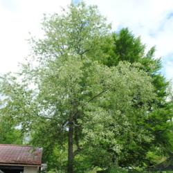 Location: southeast Pennsylvania
Date: 2015-05-13
a mature tree in bloom
