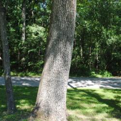 Location: Hibernia County Park in southeast Pennsylvania
Date: 2017-08-24
a mature trunk