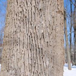 Location: Kerr Park in Downingtown, Pennsylvania
Date: 2011-01-31
large trunk with bark