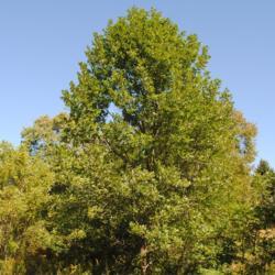 Location: Blinky Lee Land Preserve near Kimberton, PA
Date: 2017-09-28
a mature wild tree