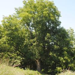 Location: Blinky Lee Land Preserve in southeast PA
Date: 2015-08-15
full-grown wild tree