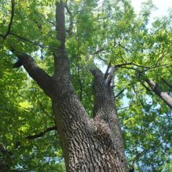 Location: Hibernia County Park in southeast Pennsylvania
Date: 2017-08-24
looking up a trunk