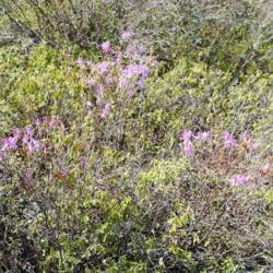 Location: Thomas Darling Preserve near Blakeslee, PA
Date: 2016-05-20
some bushes in bloom in the bog