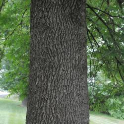 Location: Downingtown, Pennsylvania
Date: 2015-08-09
a portion of Red Ash trunk