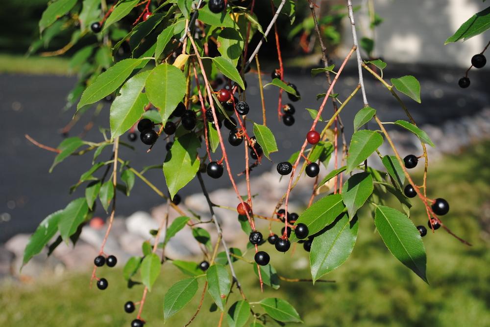 Photo of Wild Black Cherry (Prunus serotina) uploaded by ILPARW