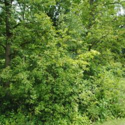 Location: Morton Arboretum in Lisle, Illinois
Date: 2016-07-18
maturing trees together