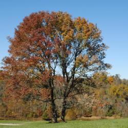Location: Stroud Land Preserve in southeast PA
Date: 2015-10-23
two wild trees right together in fall