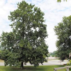 Location: Downingtown, Pennsylvania
Date: 2015-08-09
a mature Red Ash