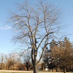 Location: southeast Pennsylvania
Date: 2015-01-05
full-grown tree in winter