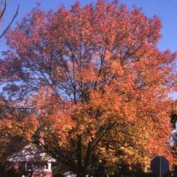Location: Glen Ellyn, Illinois
Date: October in 1980's
autumn color of tree in yard, not a cultivar