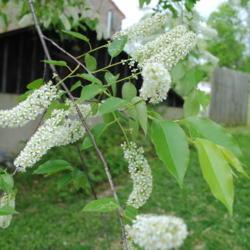 Location: southeast Pennsylvania
Date: 2015-05-13
flower clusters and spring leaves