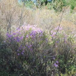 Location: Thomas Darling Preserve near Blakeslee, PA
Date: 2016-05-20
shrub in bloom in bog