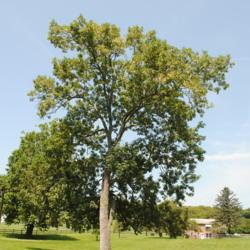 Location: Downingtown, Pennsylvania
Date: 2017-08-17
a full-grown Red Ash